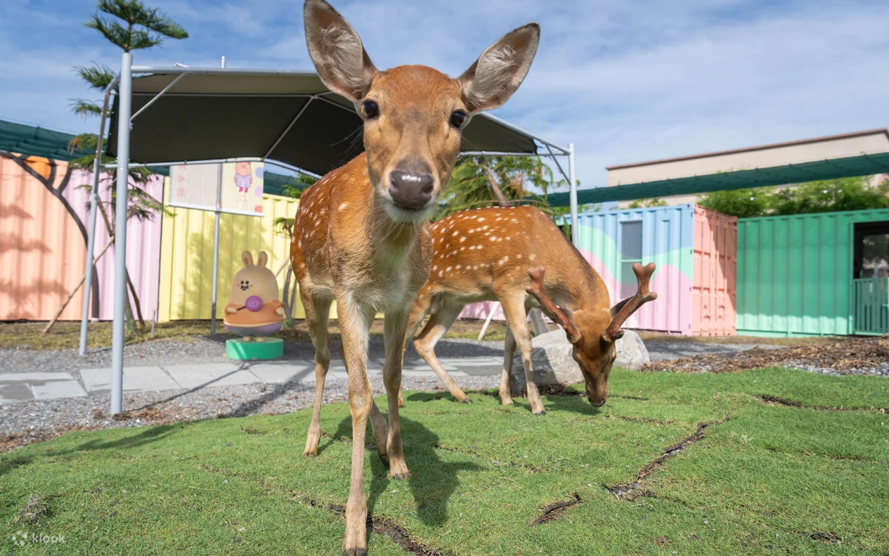 空拍機投毒、動物慘死—知名農場投毒案